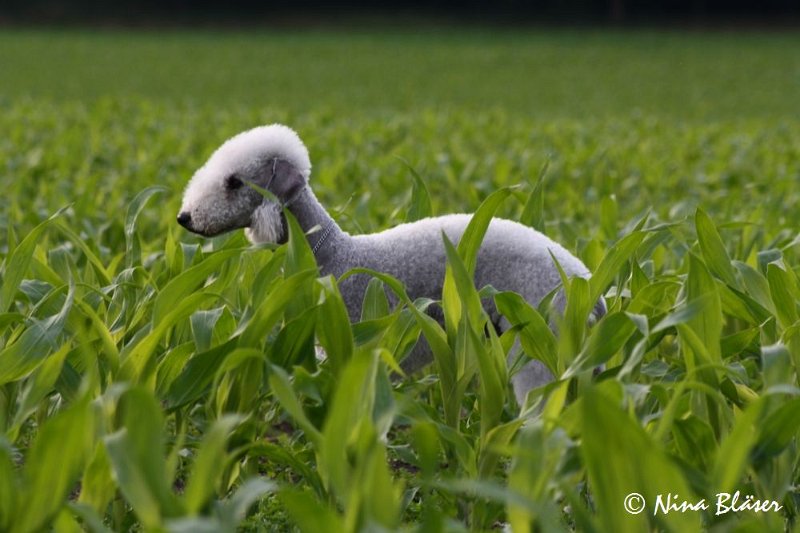 Airis Blue Volshebny Svet 2009-06-08 (24).JPG